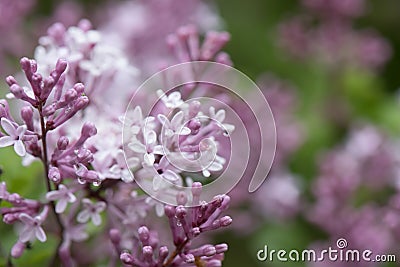 Meyers Lilac Syringa meyeri Palibin, flowers in close-up Stock Photo